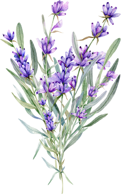 Watercolor Lavender Bouquet, Lavender Flower